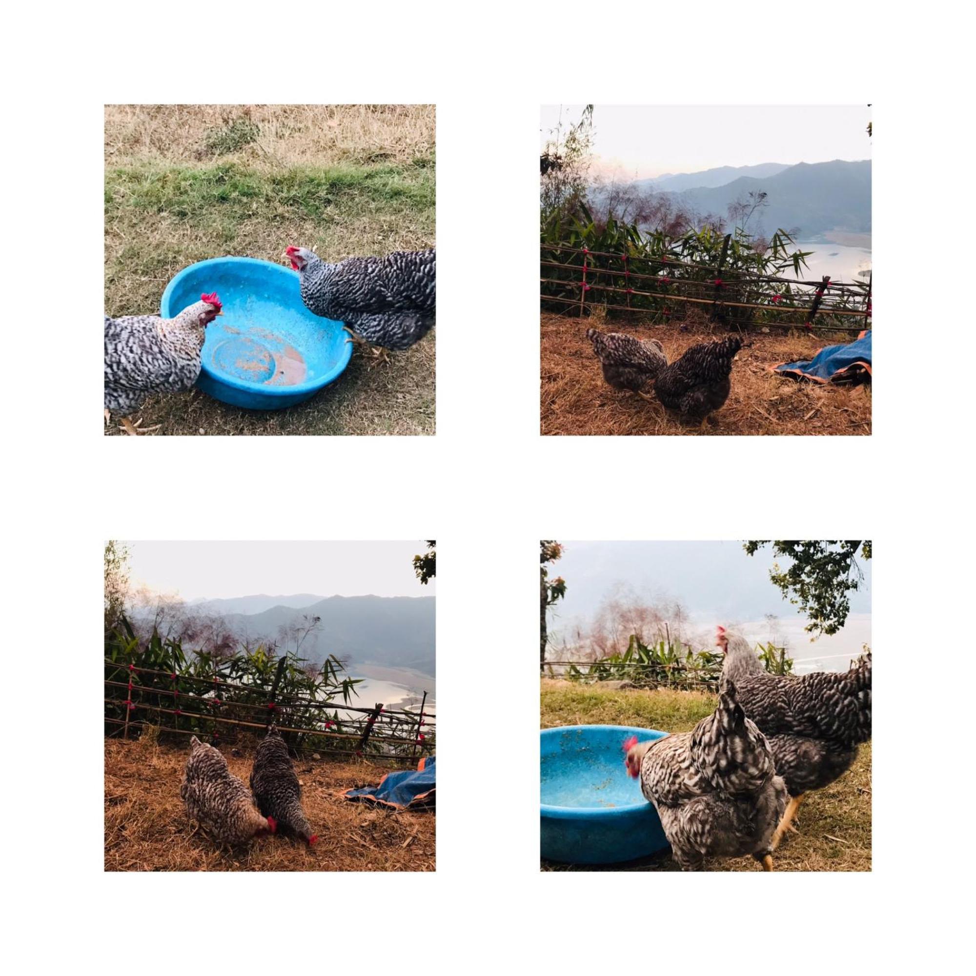 Hom'S Homestay & Farmstay Sarangkot Pokhara Luaran gambar