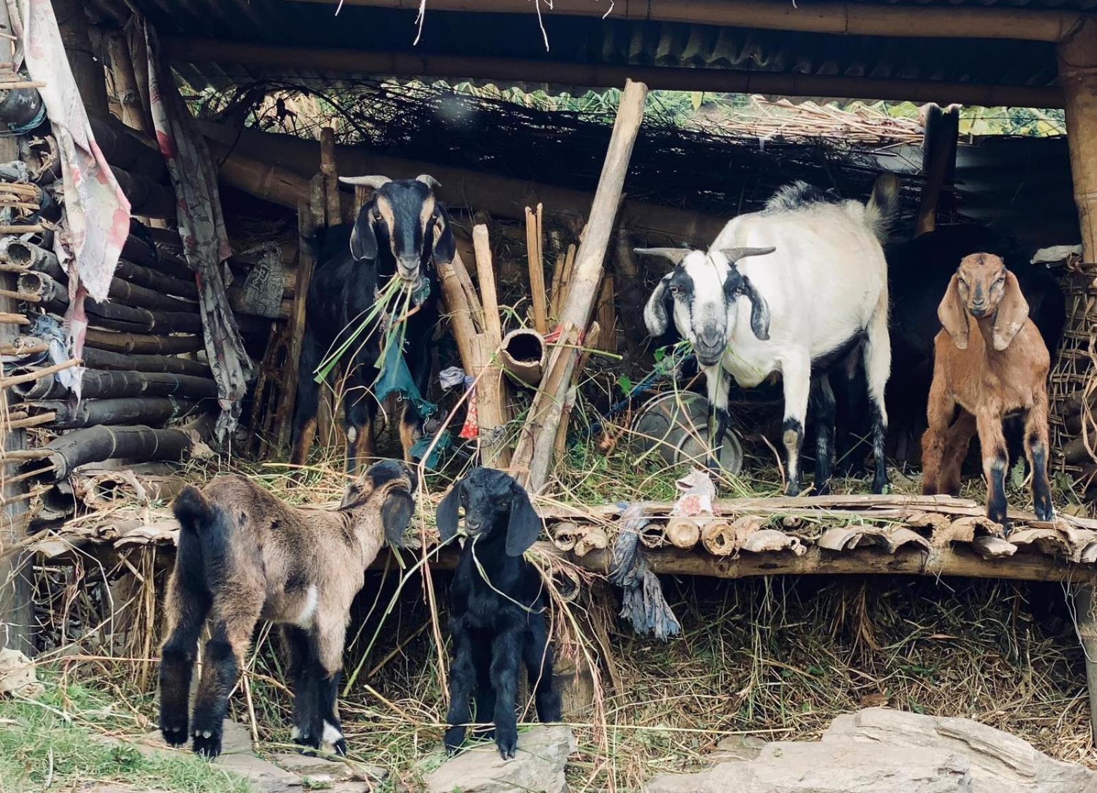 Hom'S Homestay & Farmstay Sarangkot Pokhara Luaran gambar